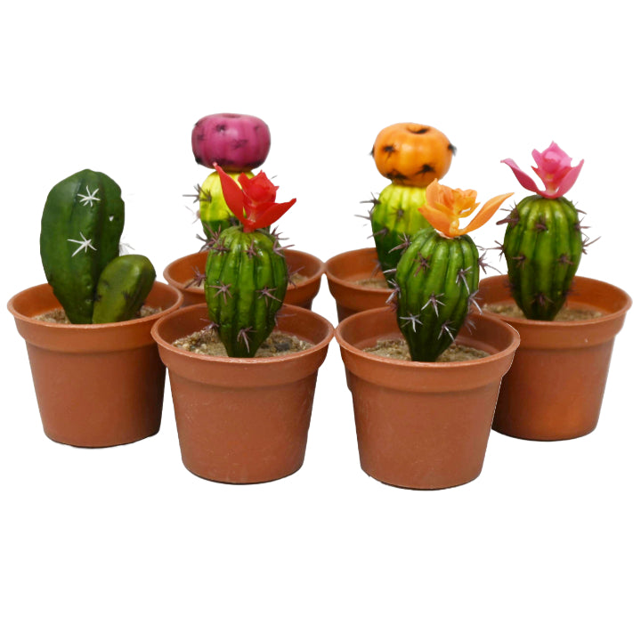 Asst Mini Cactus in Pot Plastic C/P 24