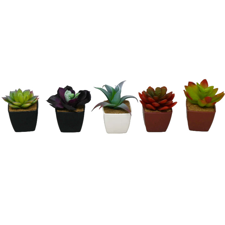 Asst Mini Succulent in Pot Plastic C/P 24