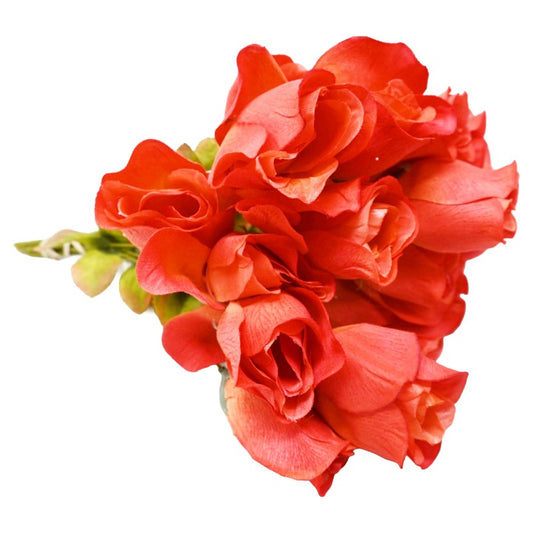 Coral Rose Bud Bush 6 Flowers C/P 240