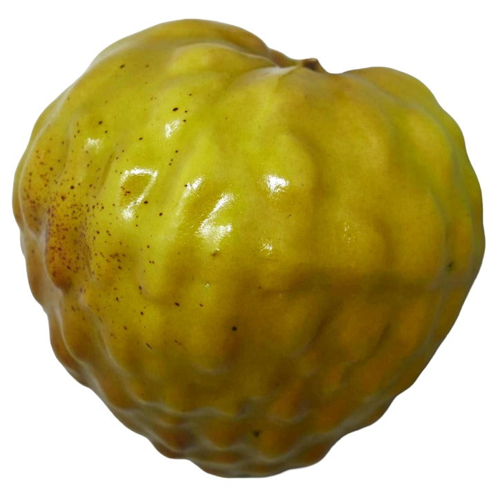 *NO CA*Cherimoya C/P 288