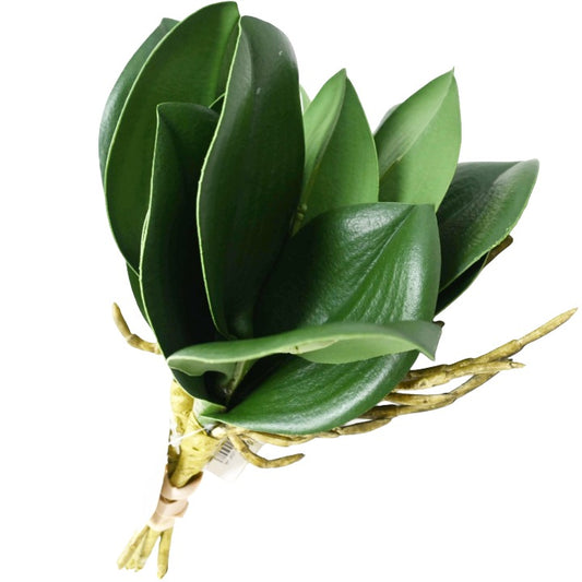 REAL TOUCH ORCHID LEAF 4 LEAVES C/P 288