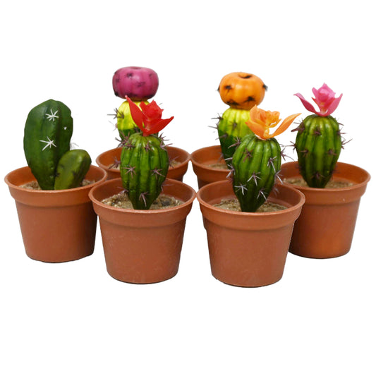 Asst Mini Cactus in Pot Plastic C/P 24