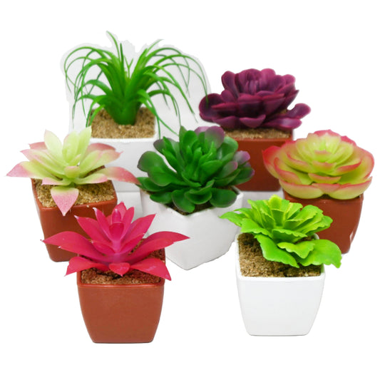 Asst Mini Succulent in Pot Plastic C/P 24