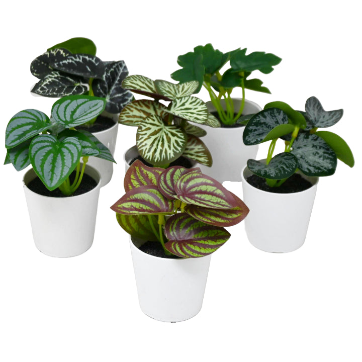 3pk Mini Plant Indoor Potted Plastic C/P 144